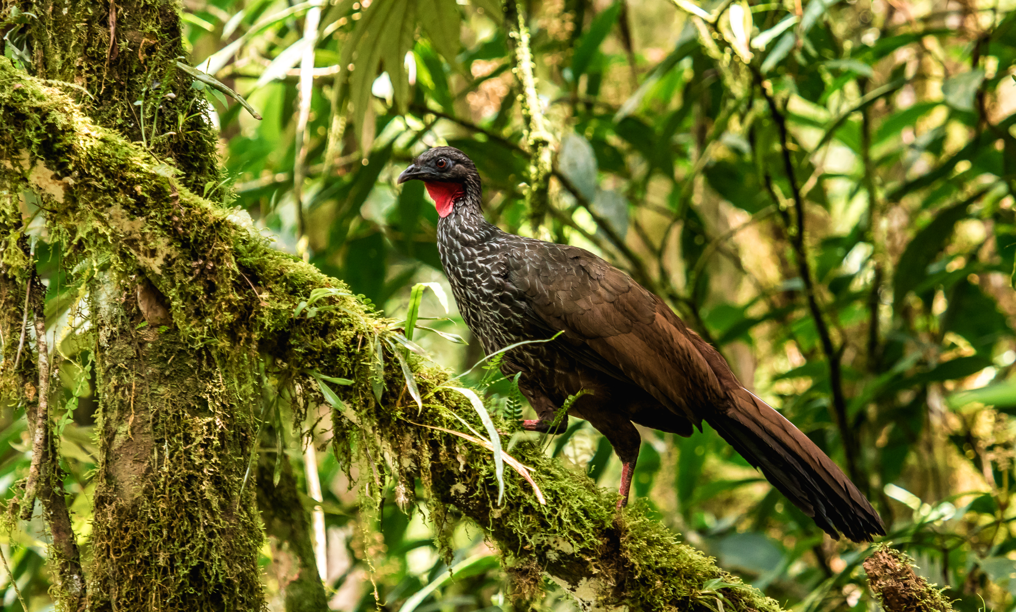 ¿Quiere saber qué tan biodiverso es Colombia? ¡Conozca estas rarezas de nuestra fauna! ¿Quiere saber qué tan biodiverso es Colombia? ¡Conozca estas rarezas de nuestra fauna!