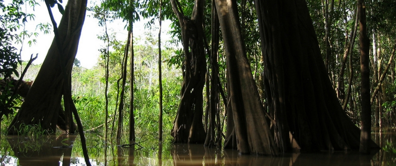 Visión Amazonía: 5 frentes de acción para reducir la deforestación Visión Amazonía: 5 frentes de acción para reducir la deforestación
