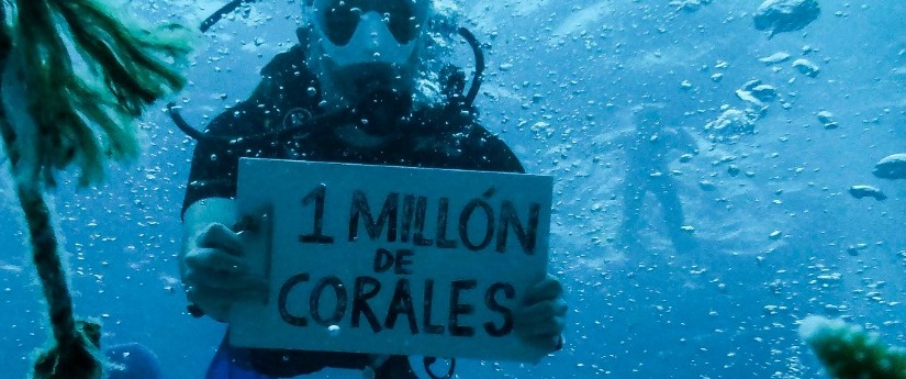 Arrecifes de coral, un patrimonio que Colombia restaura y conserva