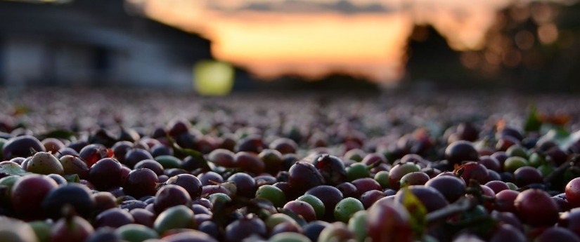 Cultivos de café en Casanare, hacia la adaptación al cambio climático Cultivos de café en Casanare, hacia la adaptación al cambio climático