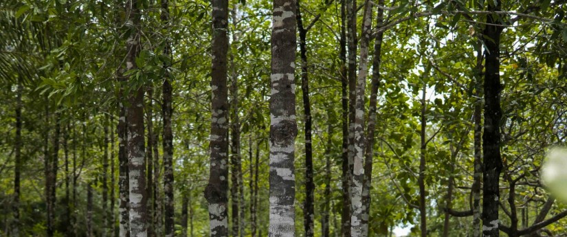 Pacto por la Madera Legal: contra la deforestación y en favor de los bosques Pacto por la Madera Legal: contra la deforestación y en favor de los bosques