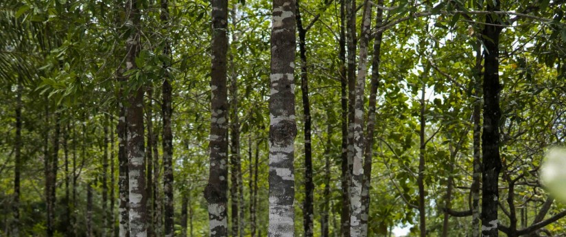 Pacto por la Madera Legal: contra la deforestación y en favor de los bosques