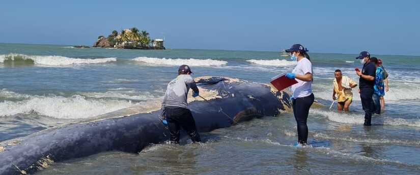 El Minambiente y autoridades investigan muerte de ballena en San Bernardo del Viento El Minambiente y autoridades investigan muerte de ballena en San Bernardo del Viento