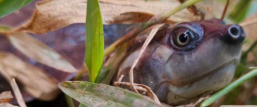 Así cuida una comunidad a la tortuga de río, en peligro de extinción