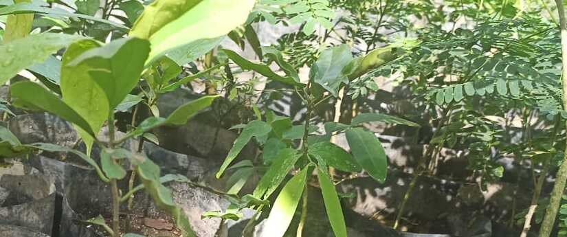 El Jardín Botánico de Ibagué sembró 10.000 árboles nativos