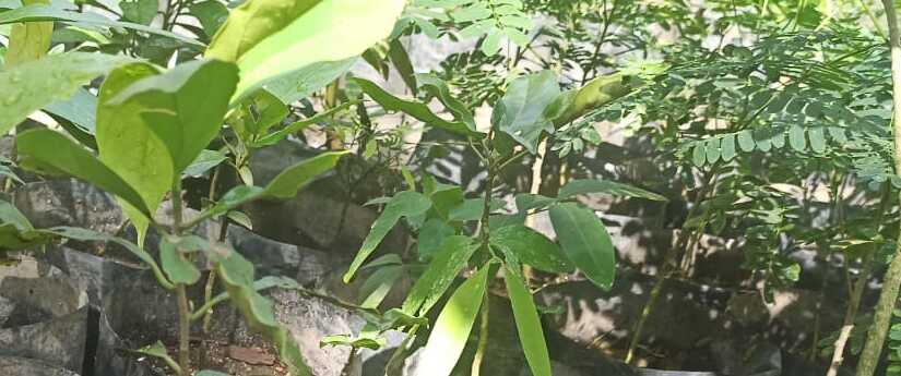 El Jardín Botánico de Ibagué sembró 10.000 árboles nativos El Jardín Botánico de Ibagué sembró 10.000 árboles nativos