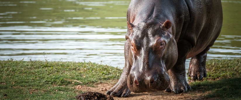 Hipopótamo será declarado como especie invasora en Colombia
