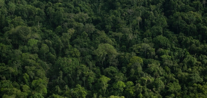 La minería está prohibida en Parques Nacionales, reservas forestales protectoras y páramos