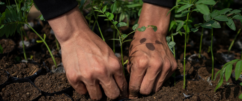 Respira 2030, la nueva app al servicio de la restauración de ecosistemas Respira 2030, la nueva app al servicio de la restauración de ecosistemas