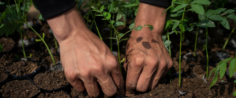 Respira 2030, la nueva app al servicio de la restauración de ecosistemas