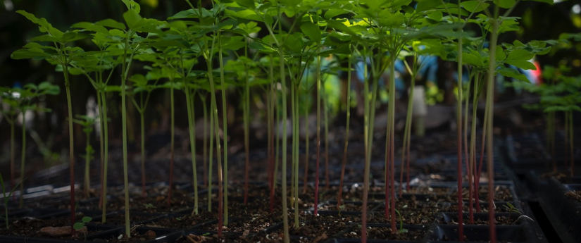 Gracias a los PSA, en Colombia se conservan más de 115.000 hectáreas de ecosistemas Gracias a los PSA, en Colombia se conservan más de 115.000 hectáreas de ecosistemas