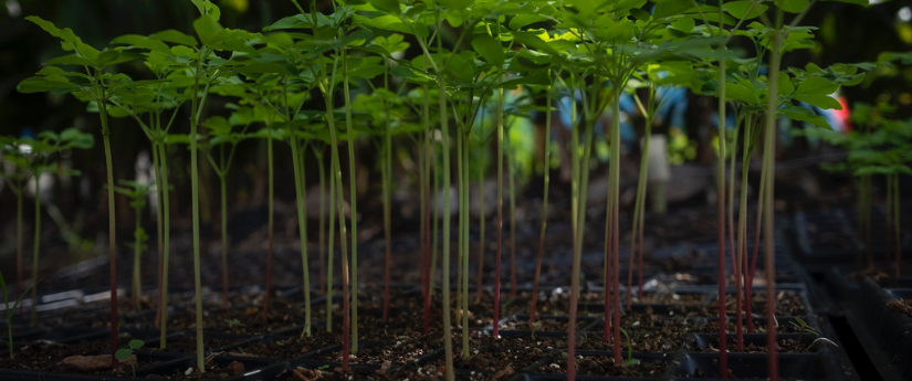 Gracias a los PSA, en Colombia se conservan más de 115.000 hectáreas de ecosistemas