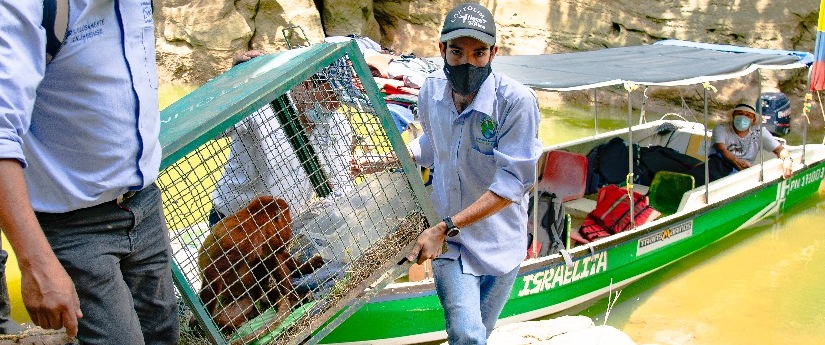 En Colombia se liberaron 12.968 individuos de fauna silvestre en 2021 En Colombia se liberaron 12.968 individuos de fauna silvestre en 2021