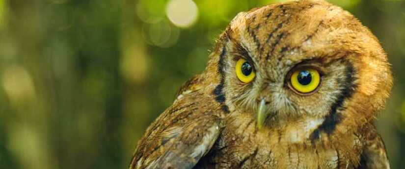 Autoridades ambientales liberaron 28 individuos de 17 especies de fauna Autoridades ambientales liberaron 28 individuos de 17 especies de fauna