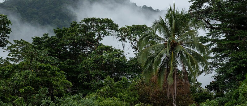 Ya está disponible Covima 2.0, app para la conservación de los bosques del país Ya está disponible Covima 2.0, app para la conservación de los bosques del país