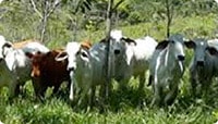 en la foto cuatro vacas en un pastizal