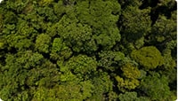 vista área de un espeso bosque