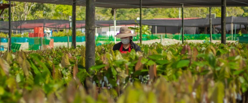 Se conservarán más de 4100 hectáreas en Tolima con el mecanismo de obras por impuestos Se conservarán más de 4100 hectáreas en Tolima con el mecanismo de obras por impuestos