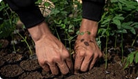 manos de una persona sembrando plantas