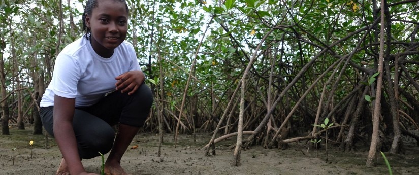 Comunidad de Nuquí sembró 29.000 plántulas de mangle