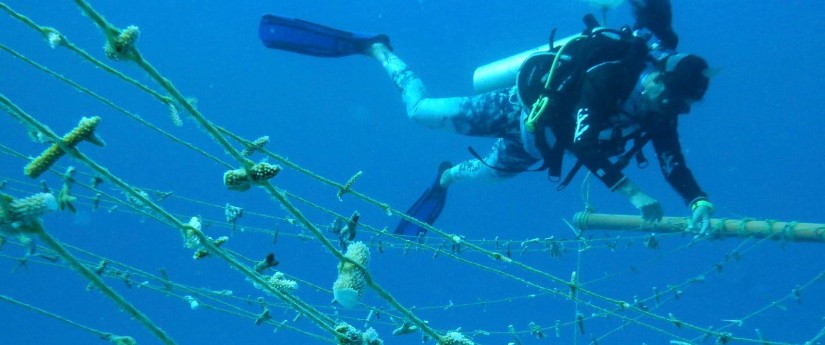 Avanza programa Un Millón de Corales por Colombia para restaurar arrecifes Avanza programa Un Millón de Corales por Colombia para restaurar arrecifes