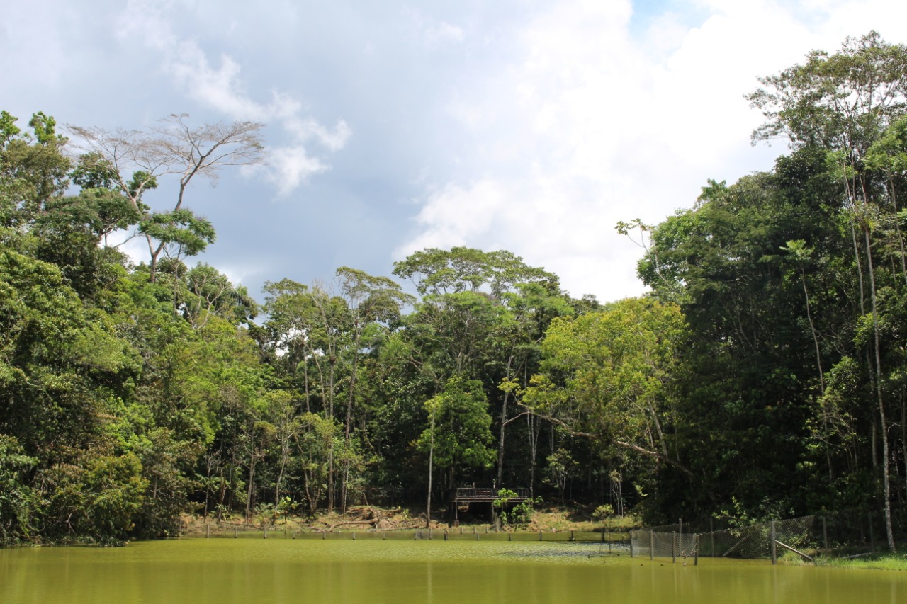 Continúan disminuyendo las alertas de deforestación en la Amazonia colombiana Continúan disminuyendo las alertas de deforestación en la Amazonia colombiana