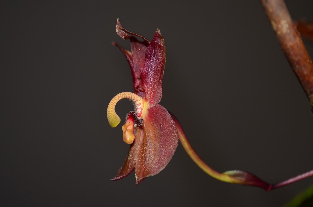 El Gobierno nacional lleva 45 años protegiendo miles de especies de flora silvestre y eso no va a cambiar: Minambiente El Gobierno nacional lleva 45 años protegiendo miles de especies de flora silvestre y eso no va a cambiar: Minambiente