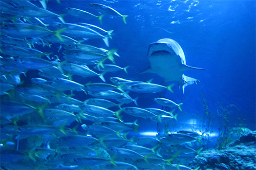 Gobierno Nacional publica proyecto de Decreto que prohíbe la exportación e importación de tiburones, rayas marinas y quimeras Gobierno Nacional publica proyecto de Decreto que prohíbe la exportación e importación de tiburones, rayas marinas y quimeras