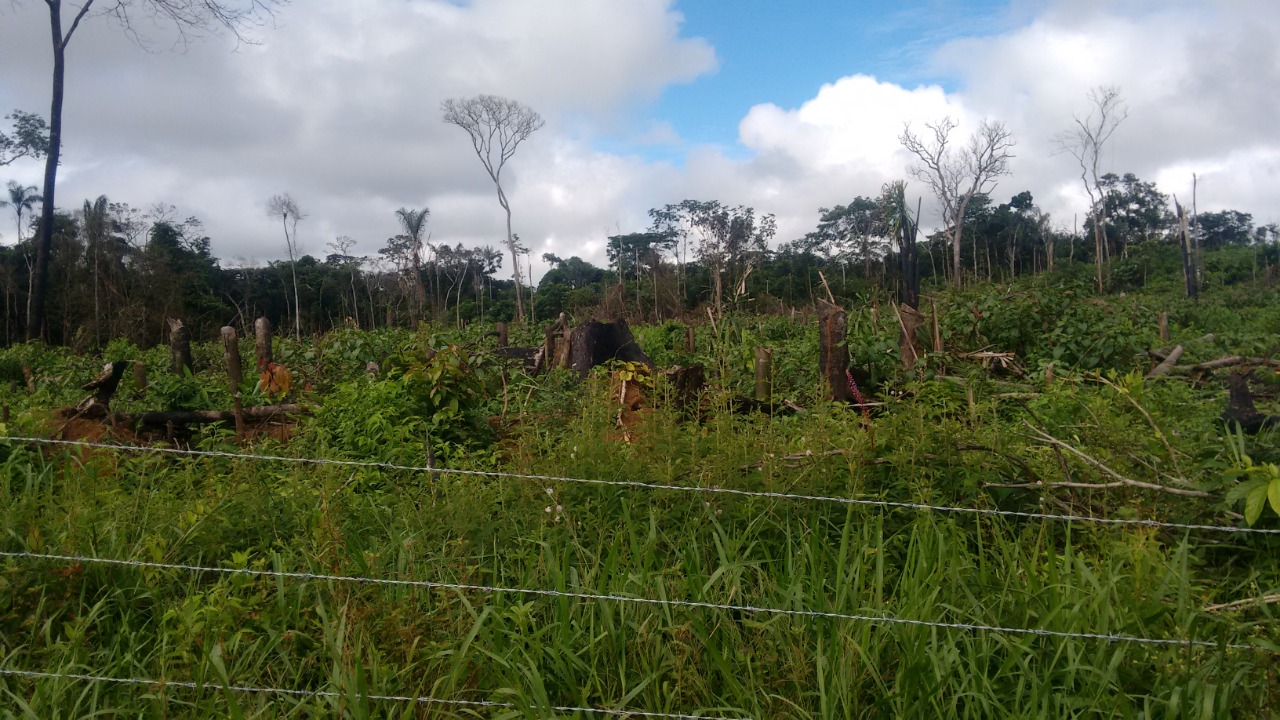Minambiente destacó ejemplarizante multa a ocupante de baldío que deforestó más de 500 hectáreas en Guaviare Minambiente destacó ejemplarizante multa a ocupante de baldío que deforestó más de 500 hectáreas en Guaviare