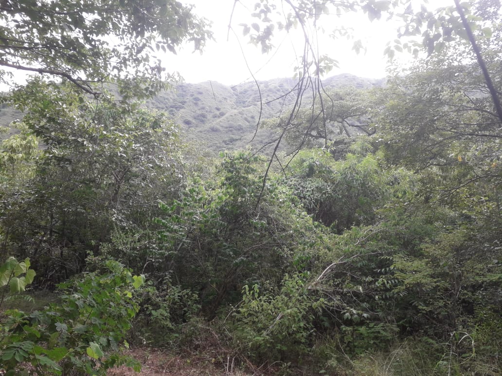 Minambiente impulsa acciones para la conservación del Bosque Seco Tropical en Colombia Minambiente impulsa acciones para la conservación del Bosque Seco Tropical en Colombia