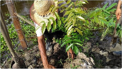 persona sembrando una planta