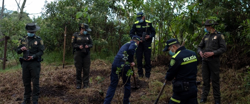 Desde mañana, Colombia se propone plantar cuatro millones de árboles en la Gran Sembratón Desde mañana, Colombia se propone plantar cuatro millones de árboles en la Gran Sembratón