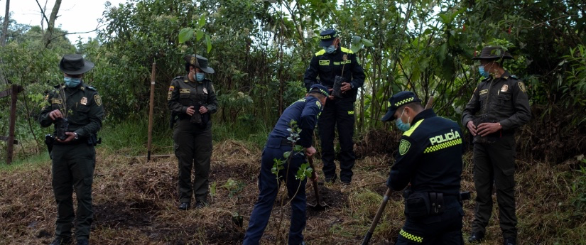 Desde mañana, Colombia se propone plantar cuatro millones de árboles en la Gran Sembratón