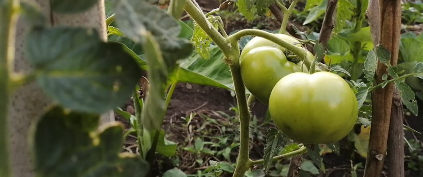 Seis negocios verdes colombianos son finalistas de los premios Latinoamérica Verde Seis negocios verdes colombianos son finalistas de los premios Latinoamérica Verde