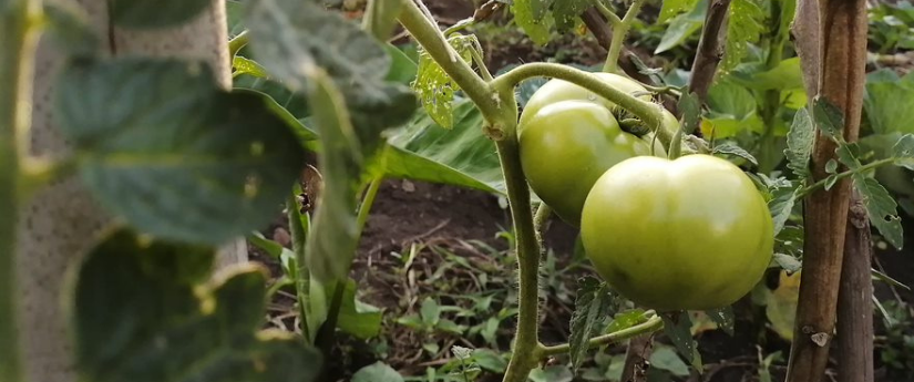 Seis negocios verdes colombianos son finalistas de los premios Latinoamérica Verde