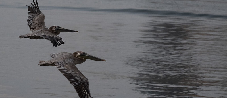 El Minambiente hace un llamado a la conservación en el Día Mundial de las Aves Migratorias