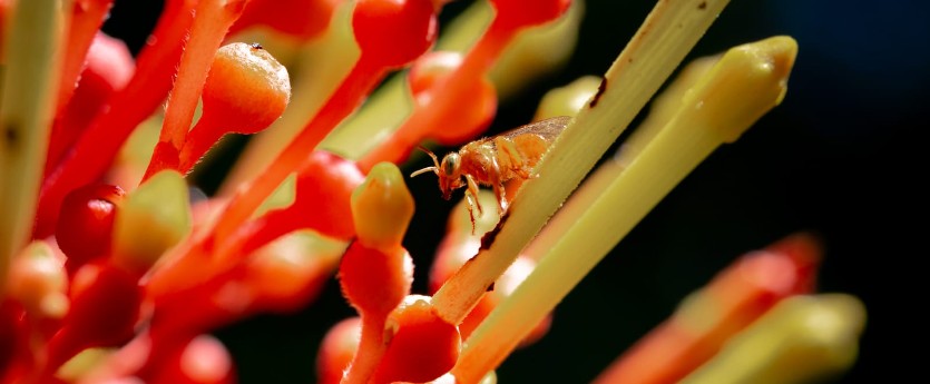 Hoy es el Día Mundial de las Abejas, polinizadoras naturales de la biodiversidad