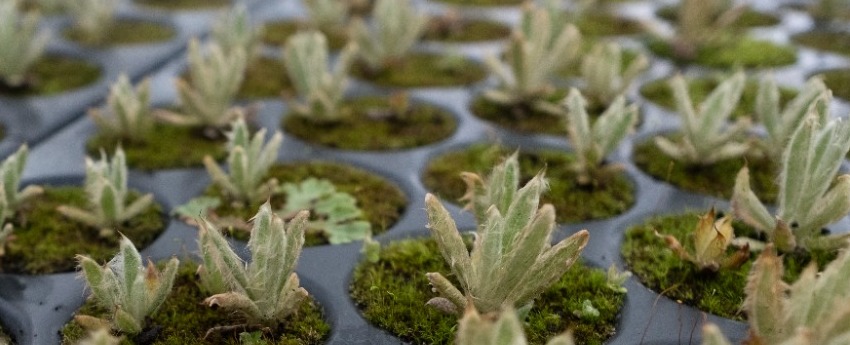 Los páramos de Colombia tienen más de 31.000 nuevos frailejones Los páramos de Colombia tienen más de 31.000 nuevos frailejones