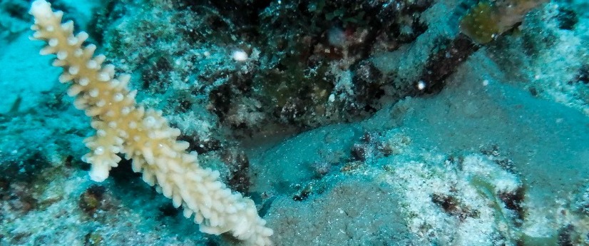 El cultivo y trasplante se hará en el marco del proyecto Un Millón de Corales por Colombia. El cultivo y trasplante se hará en el marco del proyecto Un Millón de Corales por Colombia.