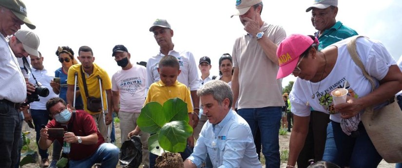 Se inició la siembra de 1.5 km de uva de playa para frenar la erosión costera en Ciénaga Se inició la siembra de 1.5 km de uva de playa para frenar la erosión costera en Ciénaga