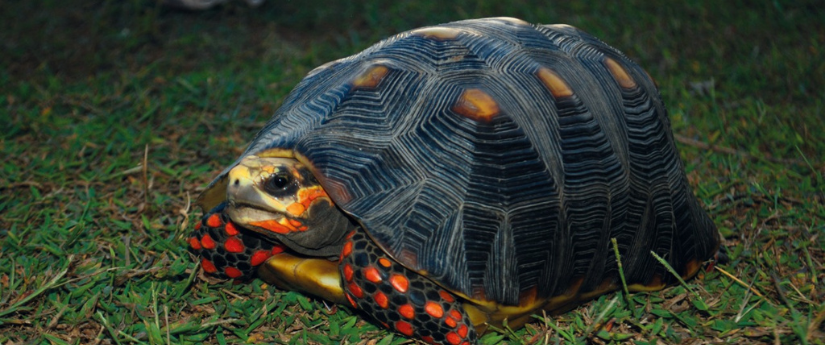 Colombia, entre los 10 países con mayor riqueza de tortugas