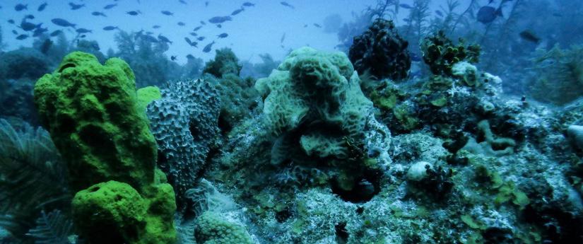 Con la jornada de restauración Coralízate, se celebra hoy el Día Mundial de los Arrecifes