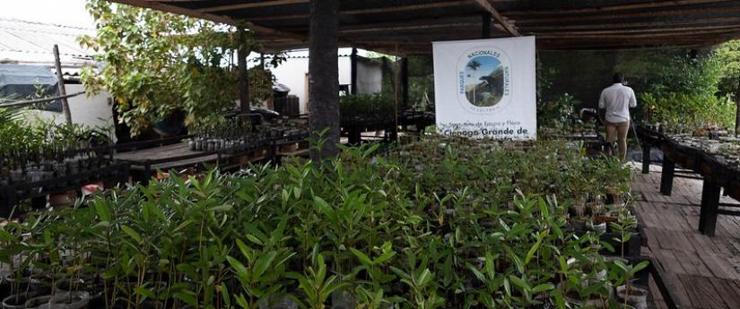 Plántulas que germinan en ecomacetas, la apuesta de un proyecto de restauración ecológica Plántulas que germinan en ecomacetas, la apuesta de un proyecto de restauración ecológica