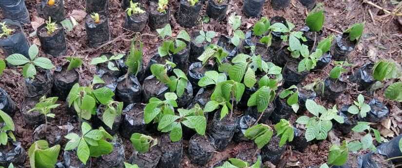 Un nuevo vivero forestal para restaurar la Amazonía