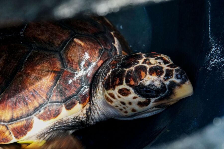 Las longevas de los océanos, así son las tortugas marinas que habitan en Colombia