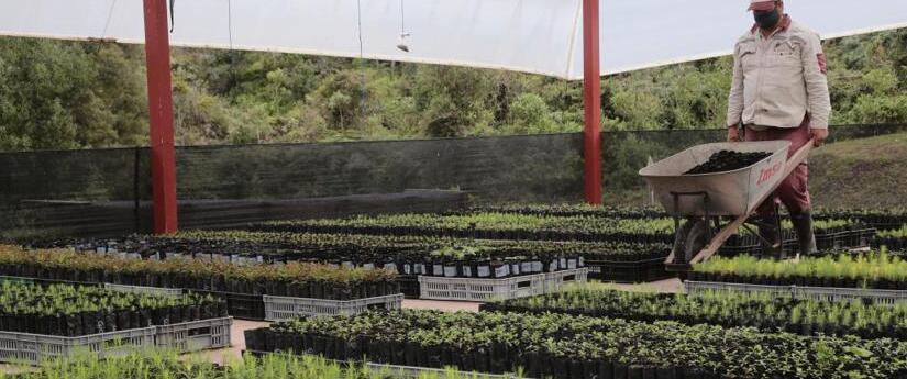 Los cinco aliados del Minambiente que más han reportado siembra de árboles Los cinco aliados del Minambiente que más han reportado siembra de árboles