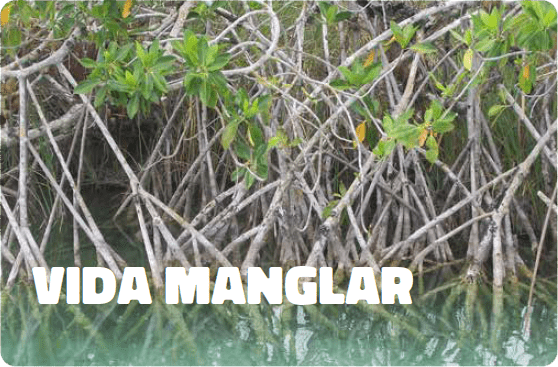banner con fondo de un manglar. Al frente el siguiente titulo "vida manglar"