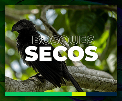 imagen con titulo "bosques secos". Al fondo un pajaro posado sobre la rama de un árbol