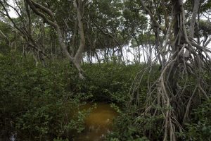 ecosistemas de manglares