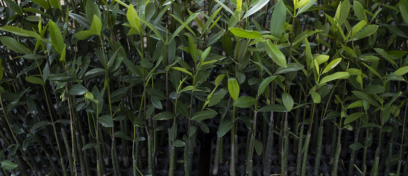 Hoy es el Día de la Defensa del Manglar, ecosistema clave contra el cambio climático Hoy es el Día de la Defensa del Manglar, ecosistema clave contra el cambio climático